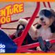 Adventure Dog Will Do Anything To Be With His Dad | Dodo Kids | Adventure Animals