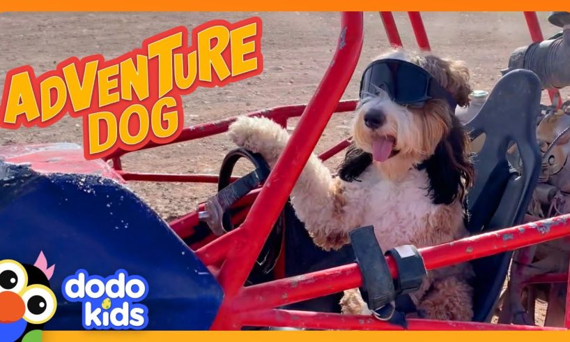 Adventure Dog Will Do Anything To Be With His Dad | Dodo Kids | Adventure Animals