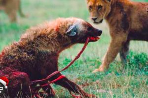 Aghast! Hyena Fights Wrong Animal And What Happens Next? | Wild Animals