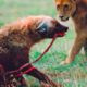 Aghast! Hyena Fights Wrong Animal And What Happens Next? | Wild Animals