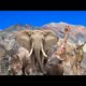 Amazing Scene of Wild Animal in 4k | | Animal Fighting | Monsterzela