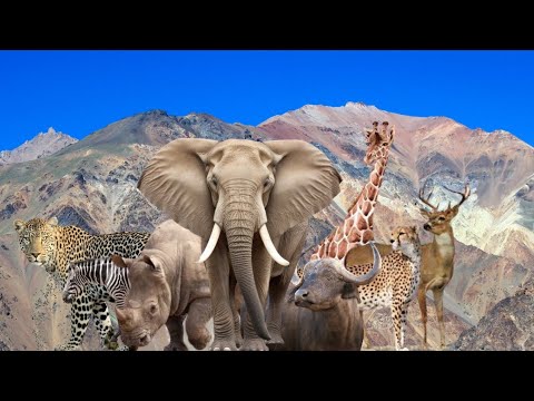 Amazing Scene of Wild Animal in 4k | | Animal Fighting | Monsterzela