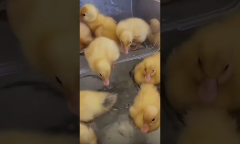 Amazing familiar animals playing sounds: cats, elephant, dog, cows, fish colors, chickens, horses