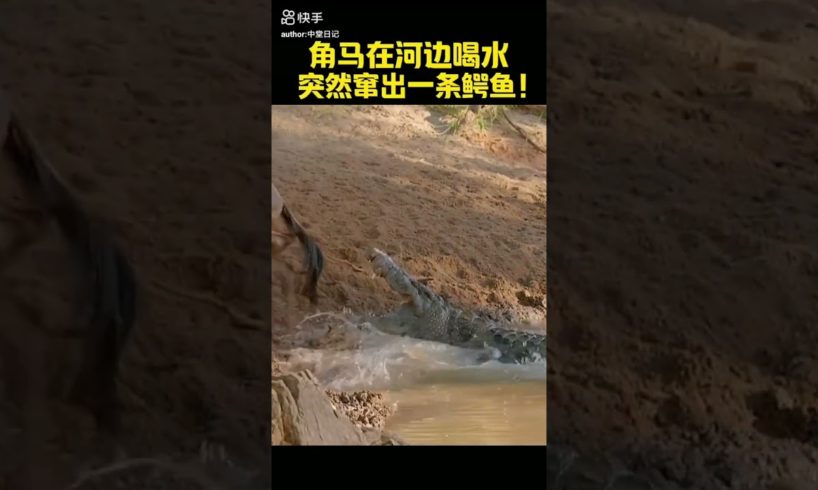 Animal Attack In Forest /Animal Attack #shorts#shortsfeed#shortsfeed #viral#shortsvideo