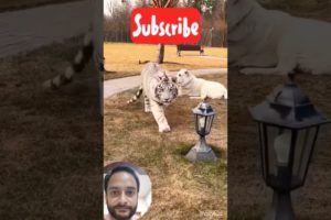 Animal Fights | Tiger | Dog | #shorts #youtube #animal tigers