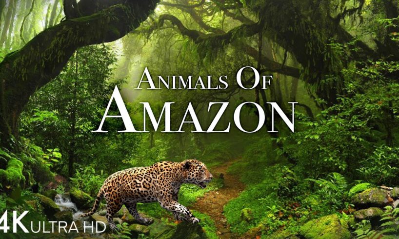 Animals of Amazon 4K - Animals That Call The Jungle Home | Amazon Rainforest |Scenic Relaxation Film