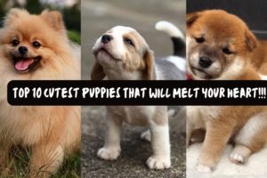 "Awww-Inspiring Moments: Top 10 Cutest Puppies That Will Melt You!"