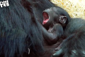 Baby Gorilla Born at the Zoo | Amazing Animal Babies | Nature Bites