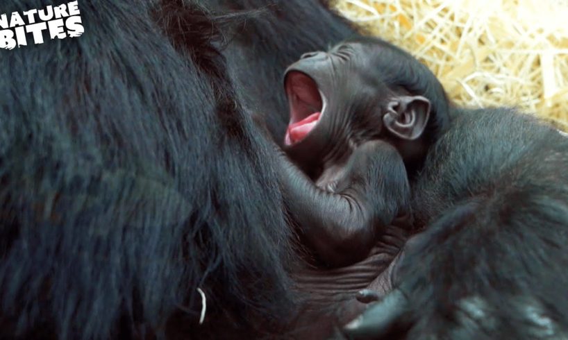 Baby Gorilla Born at the Zoo | Amazing Animal Babies | Nature Bites