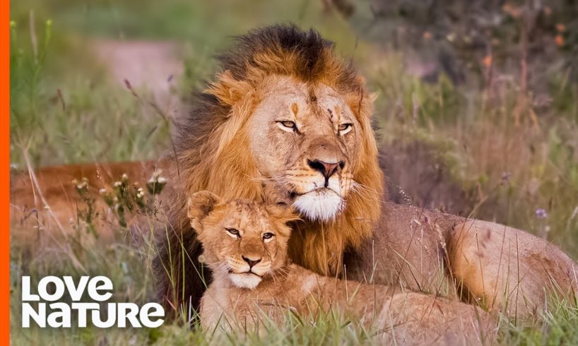 Baby Lions Meet Dad For The First Time | Love Nature