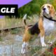 Beagle 🐶 One Of The Most Popular Dog Breeds In The World #shorts