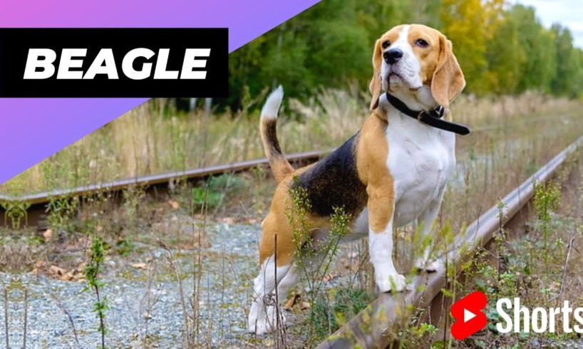 Beagle 🐶 One Of The Most Popular Dog Breeds In The World #shorts