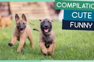 Belgian Malinois Compilation: Cute Puppies, Funny Dogs & Tricks
