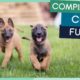 Belgian Malinois Compilation: Cute Puppies, Funny Dogs & Tricks
