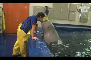 Beluga Whale Has A Crush On A Cute Zookeeper | Kritter Klub