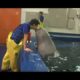 Beluga Whale Has A Crush On A Cute Zookeeper | Kritter Klub