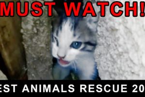 Best Animal Rescues Of The 2023