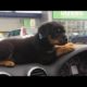 Best Of Cute Rottweiler Puppies Compilation - Funny Dogs 2018