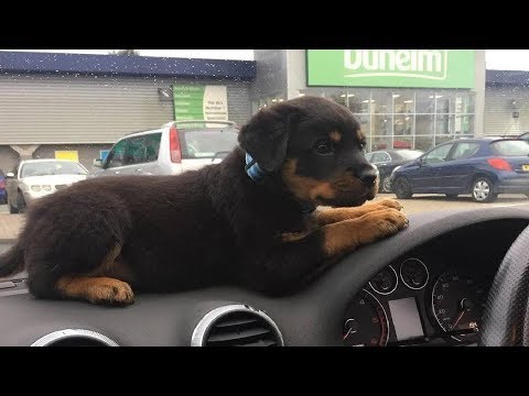 Best Of Cute Rottweiler Puppies Compilation - Funny Dogs 2018