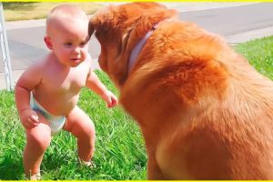 Best video of Cute Babies and Pets - Funny Baby and Pet