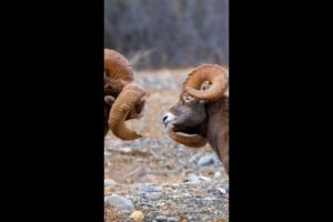 Bighorn Rams Fighting During the Rut 🐏 #shorts