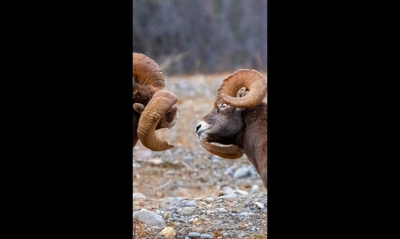 Bighorn Rams Fighting During the Rut 🐏 #shorts