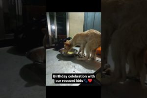 Birthday celebration with our rescued kids | Animal Rescue | Animal Savior