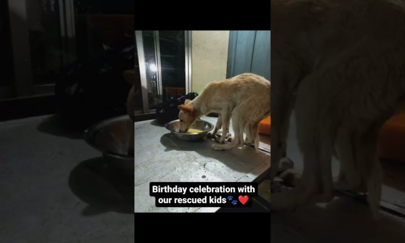 Birthday celebration with our rescued kids | Animal Rescue | Animal Savior