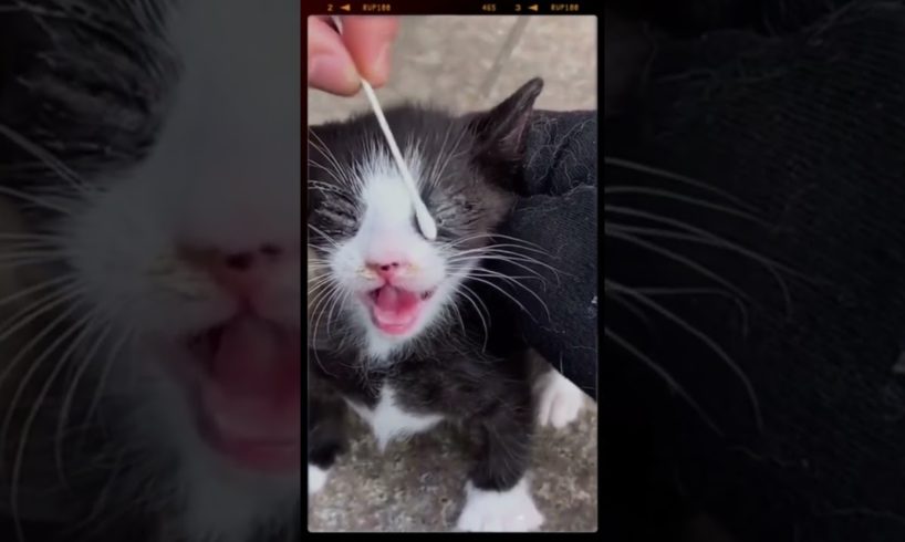 Blind Cat Rescue #cat #shorts  #kitten #viralvideo #cute #pets #viral #animal #rescue #emotional