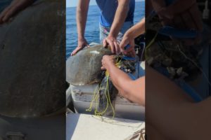 Boaters Rescue Sea Turtle Tangled in Netting