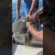 Boaters Rescue Sea Turtle Tangled in Netting
