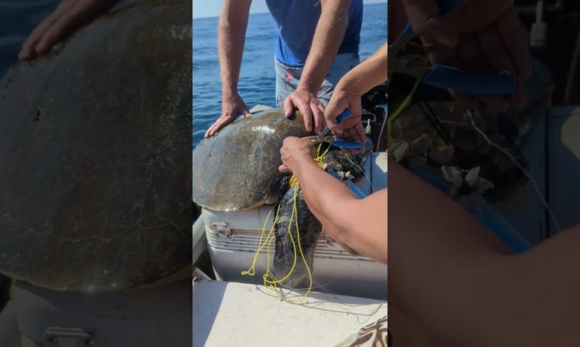 Boaters Rescue Sea Turtle Tangled in Netting