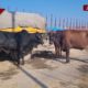 Bovine smuggling bid foiled in Samba, 17 animals rescued