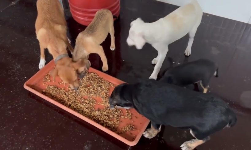 Breakfast time for Xenia’s family😍Beautiful dogs are looking for a home 🏡 - Takis Shelter