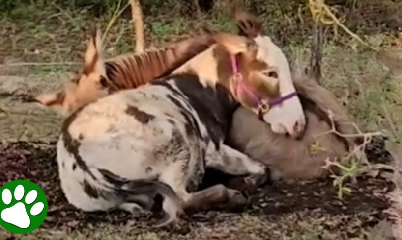Bullied donkey finds a best friend