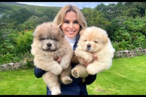 CHOW CHOW PUPPIES - Dangerous to kids?