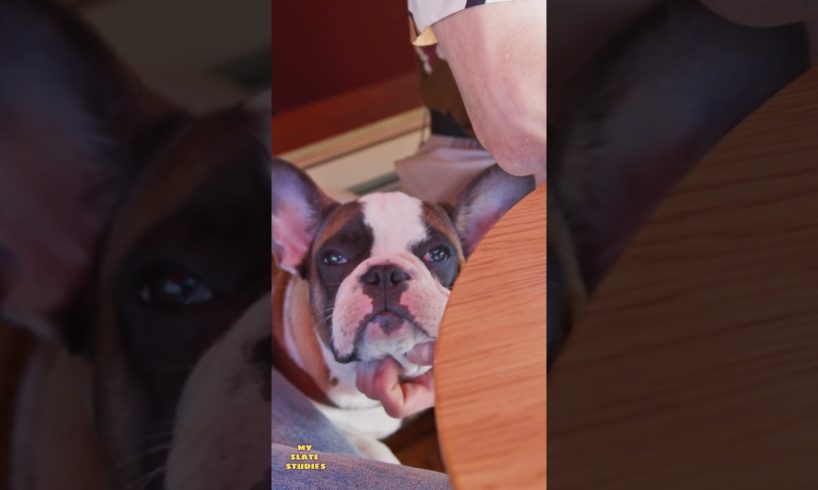 CUTEST Puppies part 2 ๐ถ๐ | Adorable Puppies ๐ถ | Cute Puppy | The Funniest Puppies Compilation