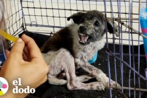 Cachorro más gruñón se convierte en un amor total | El Dodo