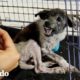 Cachorro más gruñón se convierte en un amor total | El Dodo