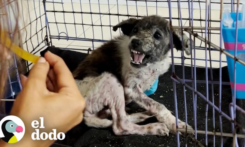 Cachorro más gruñón se convierte en un amor total | El Dodo