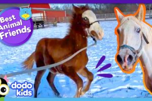 Can Rescuers Get Nervous Horses To Come Out Of Hiding? | Dodo Kids | Best Animal Friends