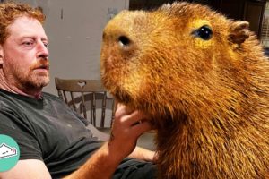 Capybara Wouldn’t Come Inside. Now He Can’t Get Enough Cuddles | Cuddle Buddies