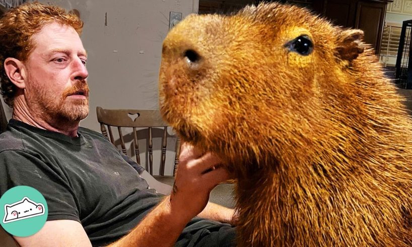 Capybara Wouldn’t Come Inside. Now He Can’t Get Enough Cuddles | Cuddle Buddies