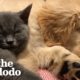 Cat And Dog Have Been Inseparable Since Day One | The Dodo