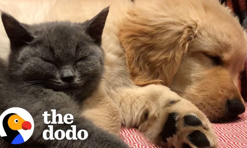 Cat And Dog Have Been Inseparable Since Day One | The Dodo
