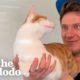 Cat Stops At Nothing To Be Around His Mom's Boyfriend | The Dodo