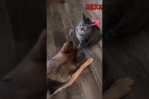 Cat Vs Dog Fight 👊 Woww Animal😳 #Wowwanimal #catvsdogfight #catvsdogwwe #funniestfight  #shorts