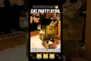 Cats Being Cats 😄 Funniest Cats 2023 #funny #animals #laugh #shorts