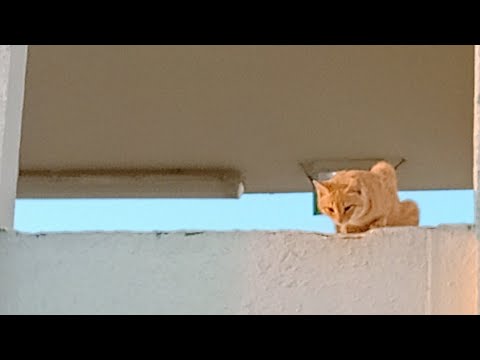 Cats Rescued /Cat Rescue from Windows of Two Story Building, Cat got stuck there & couldn't get down