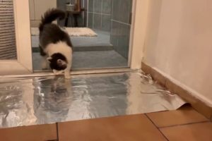 Cats vs Tin/Aluminum Foil! (A Compilation)